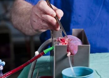 Researchers Alter Blood Type Of Donor Kidney In Transplant Breakthrough