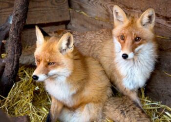 Indian Smuggler Arrested At Thai Airport With Fox, Pythons