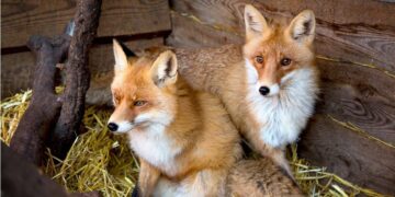 Indian Smuggler Arrested At Thai Airport With Fox, Pythons