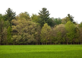 Togo Loses Approximately Five Million Trees Every Year- Government