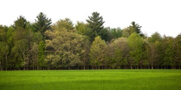 Togo Loses Approximately Five Million Trees Every Year- Government