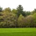 Togo Loses Approximately Five Million Trees Every Year- Government