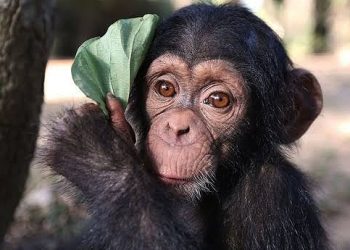 3 Chimpanzees Kidnapped For Ransom From Congo Sanctuary