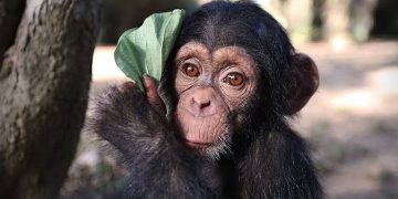 3 Chimpanzees Kidnapped For Ransom From Congo Sanctuary
