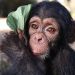 3 Chimpanzees Kidnapped For Ransom From Congo Sanctuary