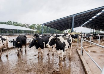 Botswana Lifts Suspension On Export Of Live Cattle, Beef