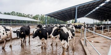 Botswana Lifts Suspension On Export Of Live Cattle, Beef