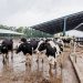 Botswana Lifts Suspension On Export Of Live Cattle, Beef