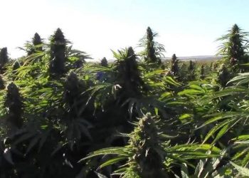 Spanish Police Seize Largest Amount Of Marijuana Ever Worth $64m