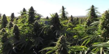Spanish Police Seize Largest Amount Of Marijuana Ever Worth $64m