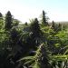 Spanish Police Seize Largest Amount Of Marijuana Ever Worth $64m