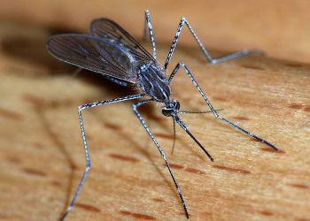 Researchers Warn Against Aggressive Malaria Mosquito Spreading In Africa