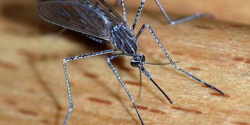 Researchers Warn Against Aggressive Malaria Mosquito Spreading In Africa