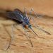 Researchers Warn Against Aggressive Malaria Mosquito Spreading In Africa