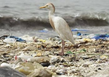 Angola: Govt Seeks To Curb Pollution With Anti-Plastic Law