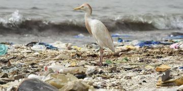 Angola: Govt Seeks To Curb Pollution With Anti-Plastic Law
