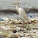 Angola: Govt Seeks To Curb Pollution With Anti-Plastic Law
