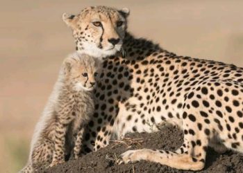 South Africa Signs Agreement For Cheetah Transfer With India