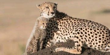 South Africa Signs Agreement For Cheetah Transfer With India