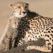 South Africa Signs Agreement For Cheetah Transfer With India
