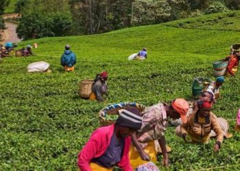 BBC Unravels Sex Scandal In Kenyan Tea Farms