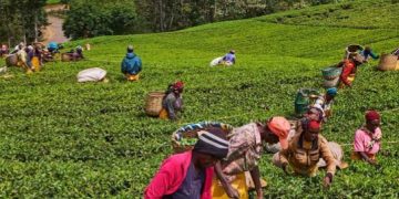 BBC Unravels Sex Scandal In Kenyan Tea Farms