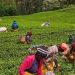 BBC Unravels Sex Scandal In Kenyan Tea Farms