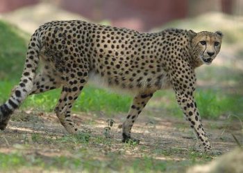 12 South African Cheetahs Find New Home In India