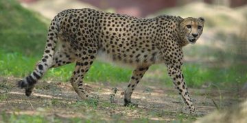 12 South African Cheetahs Find New Home In India