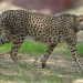 12 South African Cheetahs Find New Home In India
