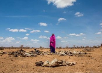 Somalia: UN Says Drought-related Deaths Hit 43,000 In 2022