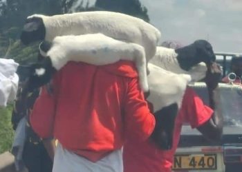 Kenya: Hundreds Of Persons Storm Ex-President Kenyatta’s Farm, Steal Livestock