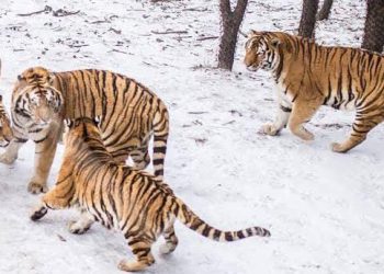 Mexican Police Arrest 10 Tigers, 5 Lions, Others In Cartel-Dominated Area