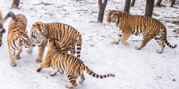 Mexican Police Arrest 10 Tigers, 5 Lions, Others In Cartel-Dominated Area
