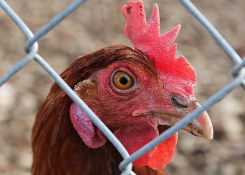 Nigeria: Court Orders Killing Of Cockerel For Being 'Too Noisy'