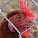 Nigeria: Court Orders Killing Of Cockerel For Being 'Too Noisy'