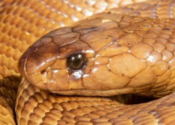 South African Pilot Makes Emergency Landing As Deadly Cobra Slithers Under His Seat