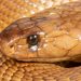 South African Pilot Makes Emergency Landing As Deadly Cobra Slithers Under His Seat