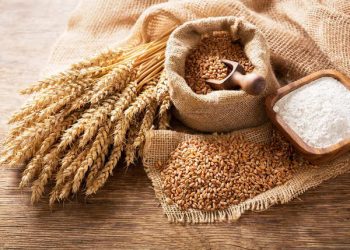 Senegal Harvests First Experimental Homegrown Wheat