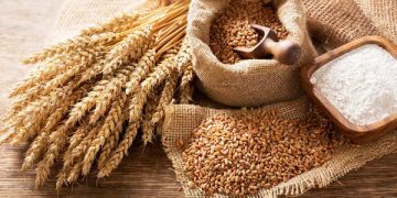 Senegal Harvests First Experimental Homegrown Wheat