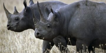 Namibia Launches Ambitious Dehorning Campaign To Protect Endangered Rhinos