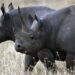Namibia Launches Ambitious Dehorning Campaign To Protect Endangered Rhinos