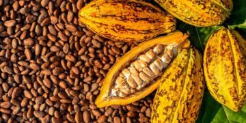 Global Hunger For Chocolate Drives Alarming Deforestation In West Africa, Study Finds