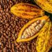 Global Hunger For Chocolate Drives Alarming Deforestation In West Africa, Study Finds