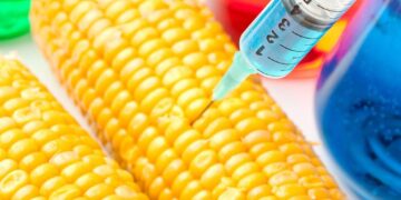 Kenyan Court Stops Govt from Importation Of GMO Food, Crops