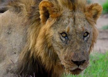 One Of World’s Oldest Lions Killed In Kenya, Wildlife Organization Praises Legacy