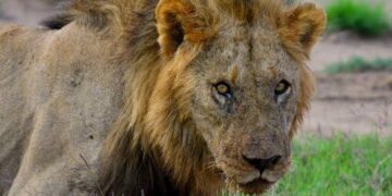 One Of World’s Oldest Lions Killed In Kenya, Wildlife Organization Praises Legacy