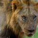 One Of World’s Oldest Lions Killed In Kenya, Wildlife Organization Praises Legacy