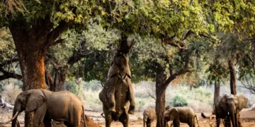 Zimbabwe: World Heritage Site Targeted For Oil Exploration