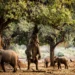 Zimbabwe: World Heritage Site Targeted For Oil Exploration